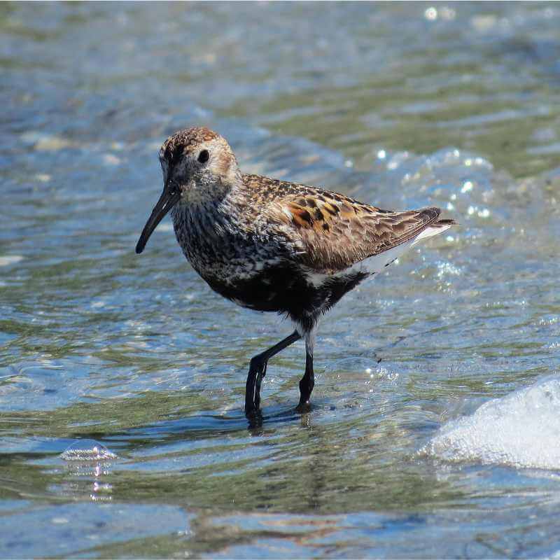 Bécasseau Variable