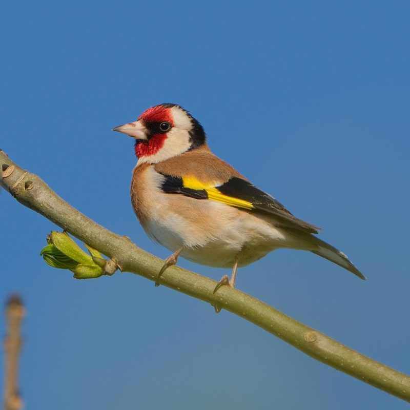 Chardonneret élégant