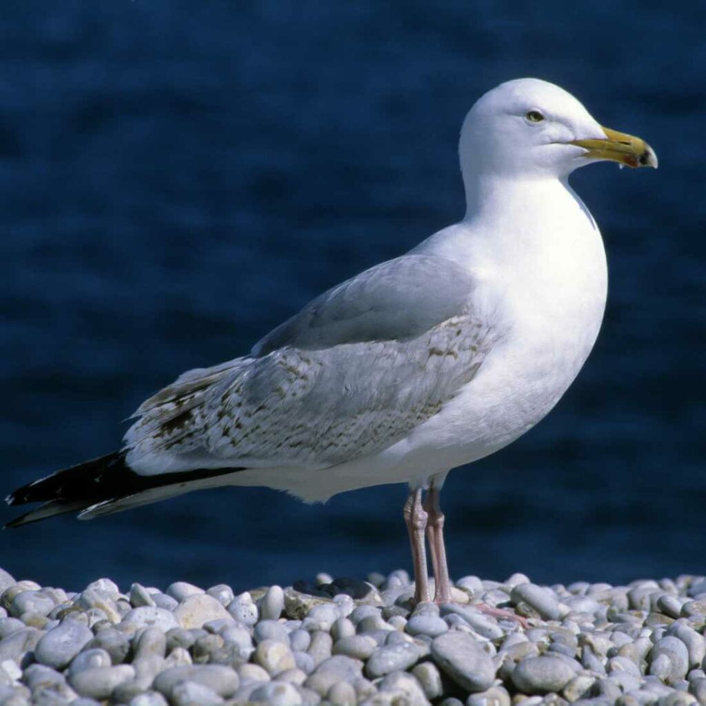 Goéland Argenté