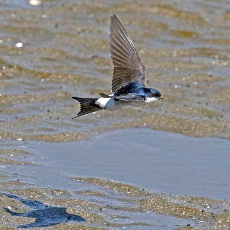 Hirondelle de fenêtre