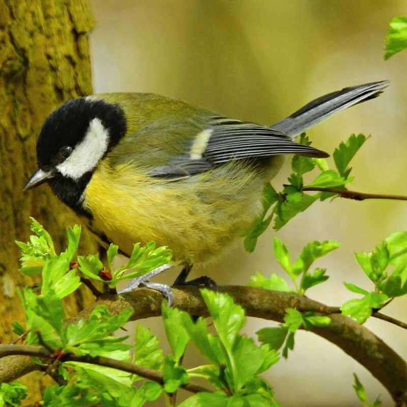 Mésange charbonnière