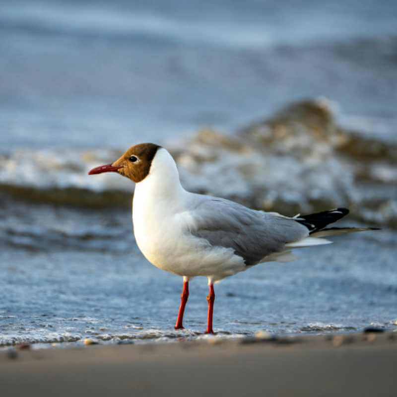 Mouette rieuse