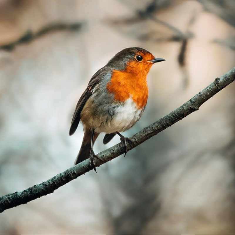 Rouge-gorge familier