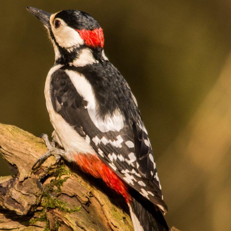 Pic épaiche