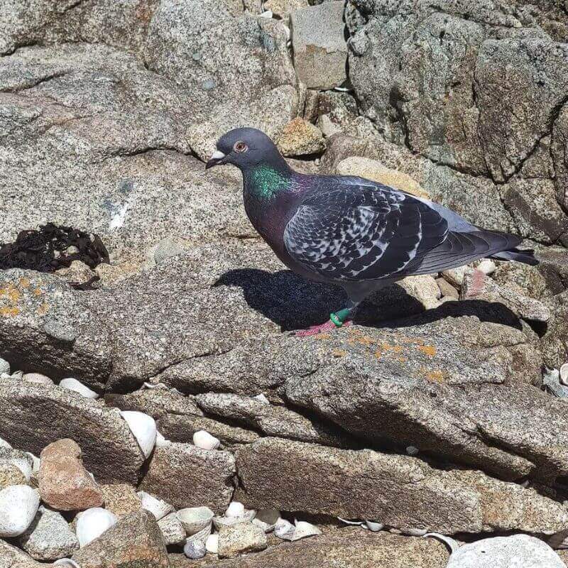 oiseaux-gite-port-Beni